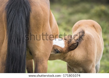 New Forest pony Foal has breakfast