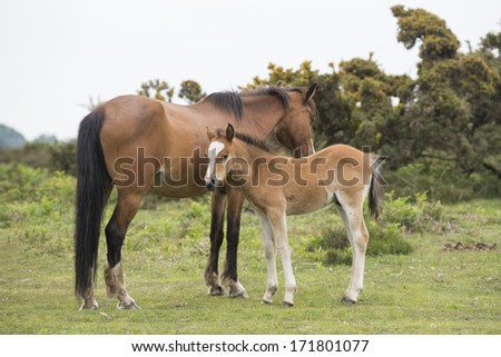 New Forest Pony foal with mother in the New Forest National Park