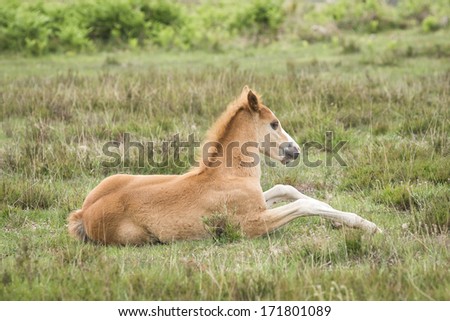 New Forest Pony foal lays down in the ground