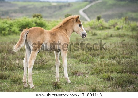 New Forest Pony foal stand in a typical English landscape