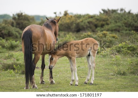 New Forest Pony foal with mother