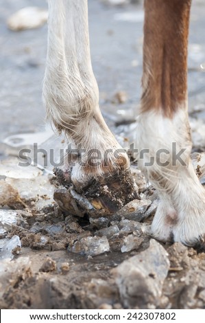 Horse hoof in winter ground with ice