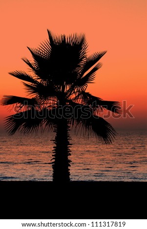 Sunset and palm tree