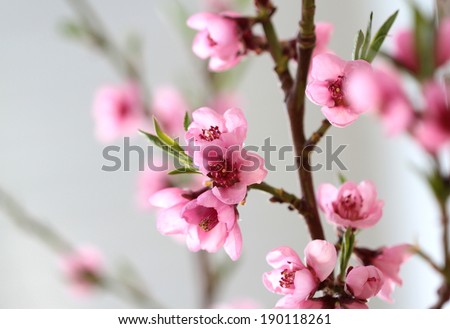 Pink spring flowers on branch.  ( Peach flowers )