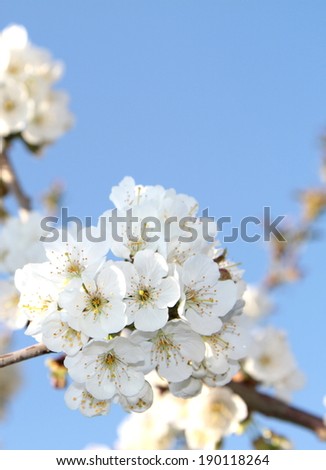 Spring flowers on branch on blue sky.  ( Cherry flowers )