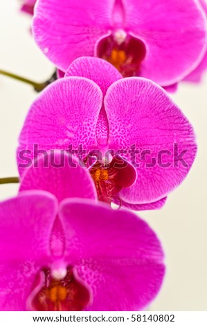 purple falan orchid, Air Orchid & Lab(Orchid supermarket), Thailand