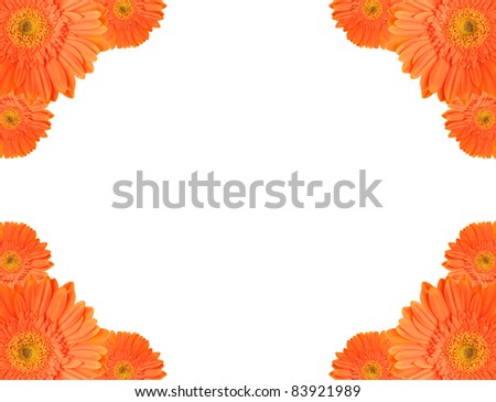 Orange daisy-gerbera flowers create frames on white background