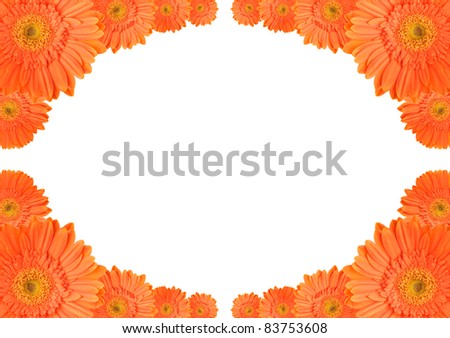 Orange daisy-gerbera flowers create a frame on white background