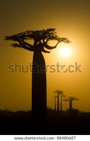 Baobab tree at sunrise, Baobab Alley, Morondava, Madagascar