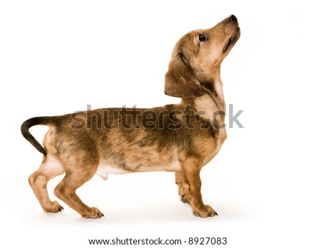 Dachshund Wiener Dog puppy looking up