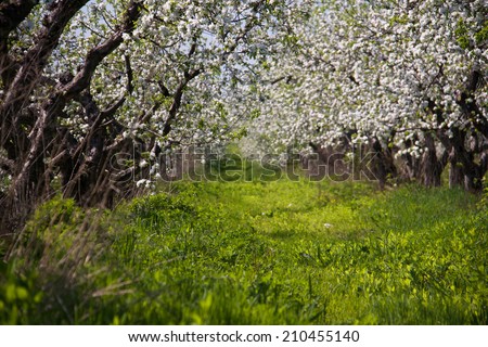 Blossom apple-trees garden at the spring. Sunny day