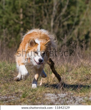 Dog catching a stick