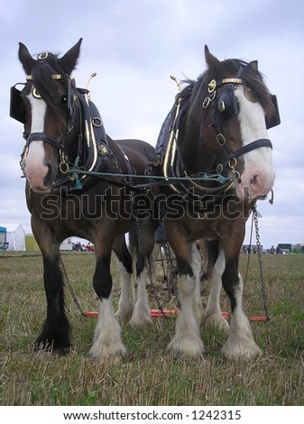 shire horse team