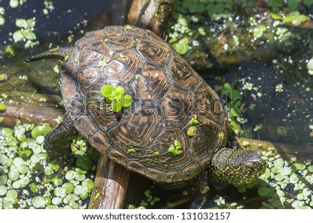Fresh-water turtle basking in sunlight on a lake shore