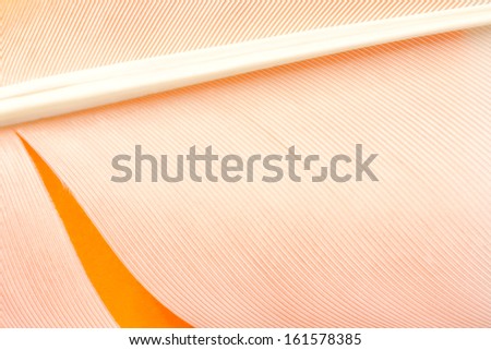 Swan feather texture background on orange paper