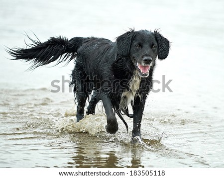Black dog running and playing in water