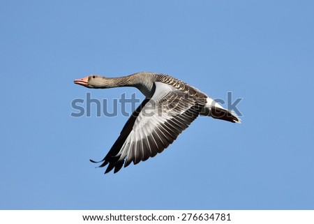 Greylag Goose (Anser anser) in flight with blue skies in the background