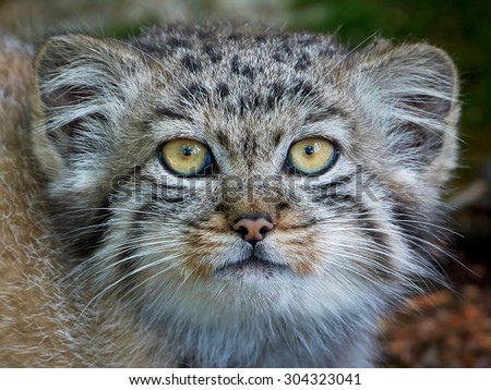 Closeup portrait of a juvenile Pallas\'s cat from the front with eye contact