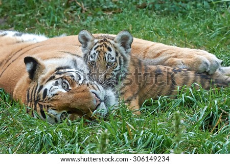 Female Amur Tiger (Panthera tigris altaica) hold and protect her little cub