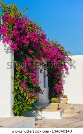 Blooming bougainvillea, framing the door in Mykonos, Greece. flowers in the hotel on the island of Mykonos in Greece ...