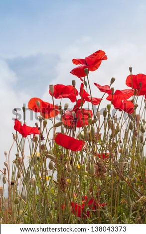 Red poppy flowers in the meadow against the sky.