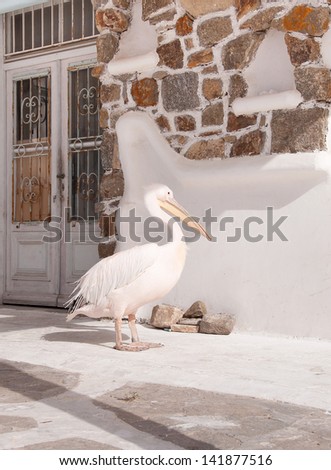 The famous pelican Petros from the island of Mykonos near the restaurant door