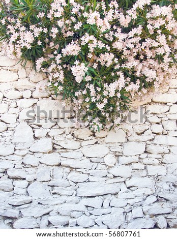 White-washed walls of rough stone with a beautiful white-pink flowers on top...