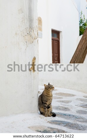 Background - a cat around a textured white walls. Greece. Mykonos.