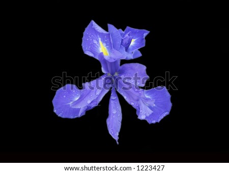 Iris flower after rain, isolated on black.