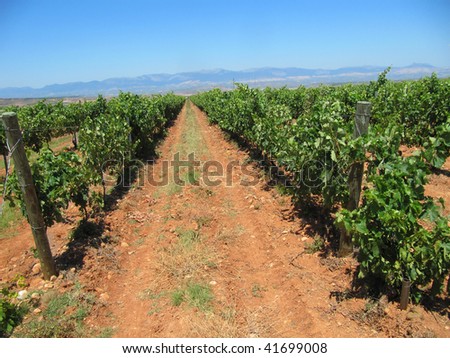 Vineyard in La Rioja, the largest wine producing region in Spain (near the town of Navarrete)