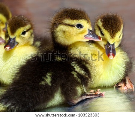 A lot of fluffy yellow ducklings hatched from eggs