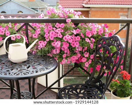 Blooming beautiful pink Petunia flowers and white watering can stands on table. Metal forged furniture on balcony on sunny summer day. Flowers on balcony