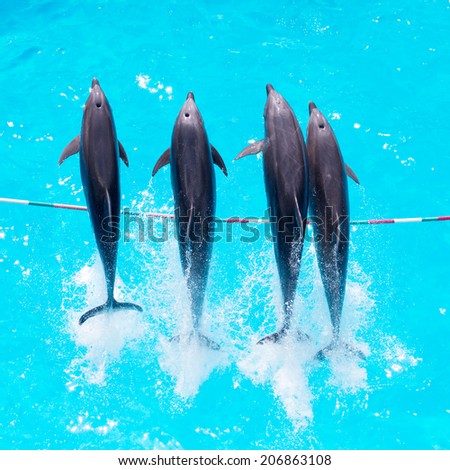 Dolphins jump out of the clear blue water of the pool closeup