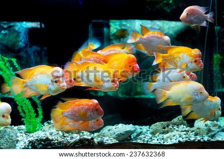 The underwater world. Bright Exotic Tropical coral fish in the Red Sea artificial environment of the aquarium