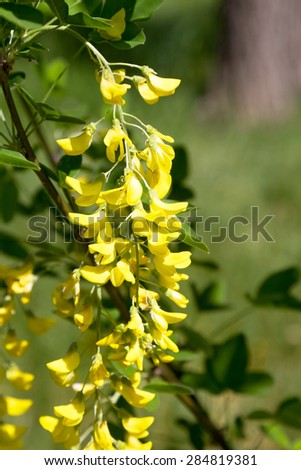 Blossoming acacia. Bunches of yellow flowers in the office light on blurred background. Soft selective focus.