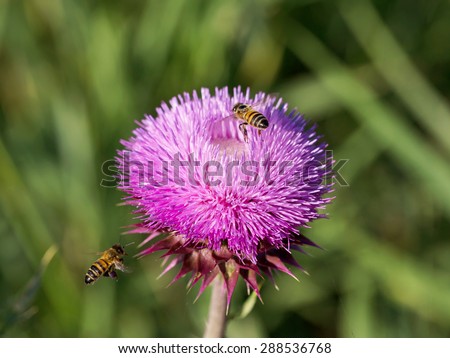 Beautiful bright flower thistle. Bees pollinate the flowers, collect nectar and pollen from flowers. Selective focus, space in the zone blurring compositions for the production of advertising.