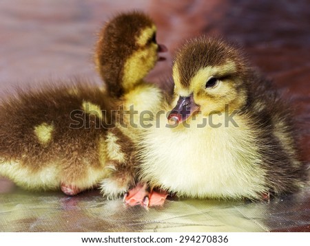 Cute little yellow goslings, selective soft focus