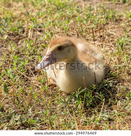 Cute little yellow goslings, selective soft focus