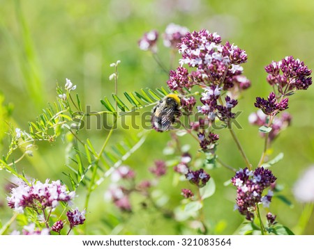 Beautiful bright flower mint. Bees pollinate the flowers, collect nectar and pollen from flowers. Selective focus, the space in the area blur composition for the production of advertising.