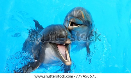 Dolphins Swimming