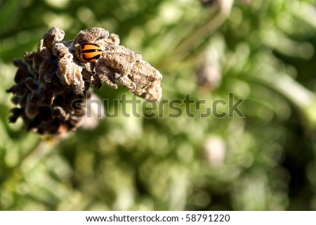 Lady bird beetle on lavender