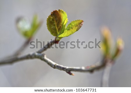 New leaves in spring.