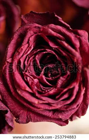 Dried rose, Dead rose macro. vintage style.