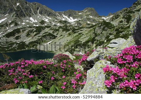 Beautiful mountain landscape. A lake surrounded by rhododendron flowers and snow patches. Wonderfull weather in Retezat National Park, Romania