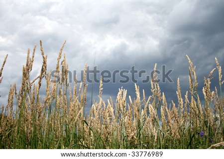 Grass after storm
