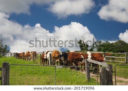 Agriculture ecology farm in Australia with cows