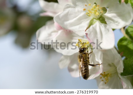 Nice working useful insect on blossom flowers