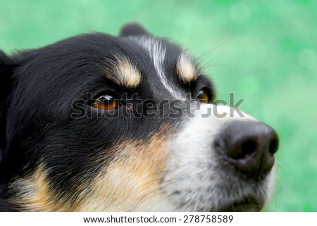 Beautiful portrait of sad pet dog  looking up high