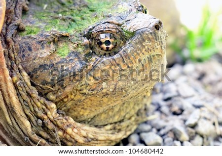 Closeup head shot of a Snapping Turtle out of the water.