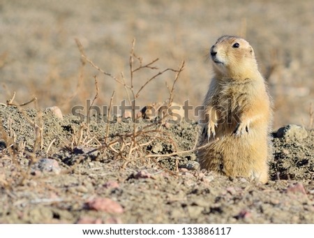 Black-Tailed Prairie Dog perched on a borrow opening on a Prairie Dog town.